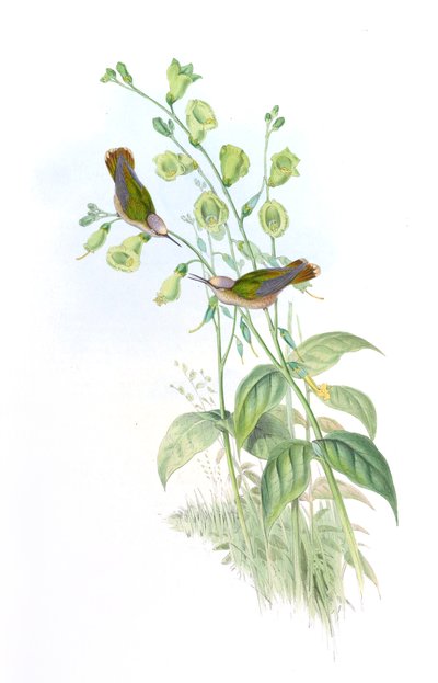 Anthocephala floriceps = Syn by John Gould